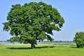 Lonely big tree in green field on a background clear sky Royalty Free Stock Photo