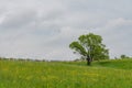 Lonely big tree on meadow landscape. Gloomy and sad field view. Dramatic background concept Royalty Free Stock Photo