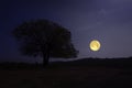 Lonely big tree on the hill in full moon night Royalty Free Stock Photo