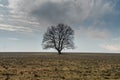 Lonely big tree on meadow landscape. Gloomy and sad field view. Dramatic background concept. Royalty Free Stock Photo