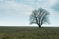 Lonely big tree on meadow landscape. Gloomy and sad field view. Dramatic background concept. Royalty Free Stock Photo