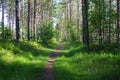 Bike path in a forest