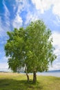 Lonely birch by a bright summer day