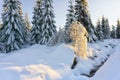 Lonely birch covered with frost illuminated by the sun