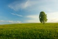 Lonely birch in a field.