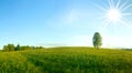 Lonely birch in a field. Panorama.