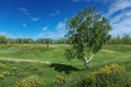 Lonely birch in a green valley Royalty Free Stock Photo