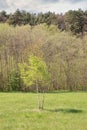 Lonely birch near the forest