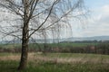 Lonely birch in North Bohemia, Czech Republic.