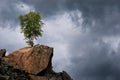 Lonely birch on a rock