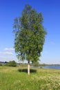 Lonely birch, Russia