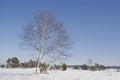 Birch in moorland in winter