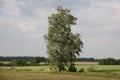 Lonely birch and strong wind.