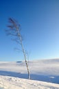 Lonely birch tree