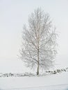 Lonely birch tree in winter