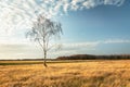 Lonely birch tree growing on a dry meadow, white clouds on a blue sky Royalty Free Stock Photo