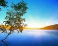 Lonely birch tree growing in a pond at sunrise. blue sky Royalty Free Stock Photo