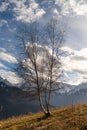 Lonely birch tree on a hill slope