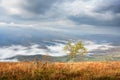 Lonely birch tree and morning fog in autumn mountains Royalty Free Stock Photo