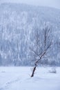 Lonely birch tree in sthe snow field on background of siberian taiga forest under heavy snow in winter Royalty Free Stock Photo