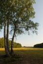 Lonely birch trees in open land Royalty Free Stock Photo