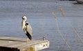 Lonely bird Royalty Free Stock Photo