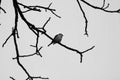 Lonely bird on the branch