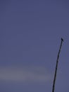 Lonely bird on a dead tree with a blue sky Royalty Free Stock Photo