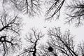 Lonely bird flying among winter trees Royalty Free Stock Photo
