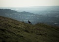 The lonely bird on the hill. Royalty Free Stock Photo