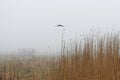 A lonely bird, house and thickets of grass in the fog in a vacant lot in the spring early in the morning. Royalty Free Stock Photo