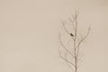 A Lonely bird on a leafless tree Royalty Free Stock Photo