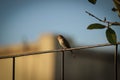 Lonely Bird Royalty Free Stock Photo