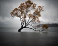 Lonely bird perched on a yellow autumn tree in the middle of the lake in New Zealand Royalty Free Stock Photo