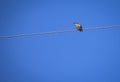Lonely bird on a power cable
