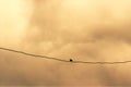 Lonely bird on a power cable Royalty Free Stock Photo