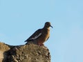Lonely bird on a rock Royalty Free Stock Photo
