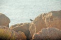 A lonely bird on the rocks beside the sea. Royalty Free Stock Photo