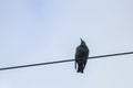 Lonely bird single sits on a wire freedom dream