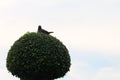 A lonely bird sits on a decorative tree against the sky
