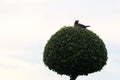 A lonely bird sits on a decorative tree against the sky