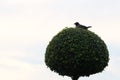 A lonely bird sits on a decorative tree against the sky