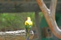 Lonely bird, sun conure Royalty Free Stock Photo
