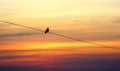 Lonely bird on sunset Royalty Free Stock Photo