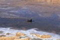 Bird swimming in icy waters Royalty Free Stock Photo