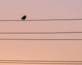 Lonely bird thrush on the wire