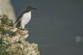 Lonely bird about to jump off a cliff