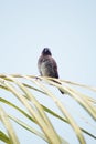 Lonely bird on the top palm tree Royalty Free Stock Photo