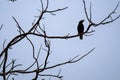 The lonely bird on the top of the tree Royalty Free Stock Photo