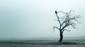 lonely bird on the top of tree Royalty Free Stock Photo